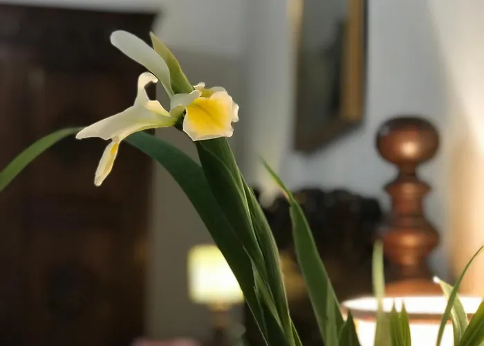 Stibbert Apartamento Florença